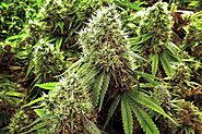 Understanding Marijuana Edibles Dosage