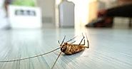 How Can Pests Be Reduced And Controlled Safely By Appointing Pest Control Toronto? - Look 4 Service