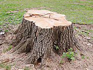 If you are on the lookout for #tree #stump #removal then, Active Tree Management can provide you an efficient and eff...