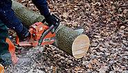 Get Tree removal in Ferndale MI By Certified Arborists