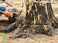 Quick Tree Stump Removal in Liverpool, Cabramatta & Pennant Hills