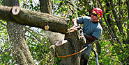 Hire Us For low-Cost Tree removal in Troy MI