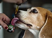 Help Pets Live a Healthy Life with Hemp Oil