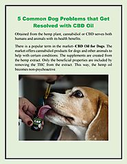 5 Common Dog Problems that Get Resolved with CBD Oil