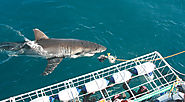 Shark Cage diving at Gansbaai
