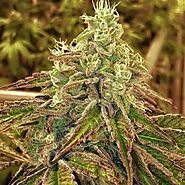 Buy high-quality cannabis seeds from the best cannabis seeds online shop