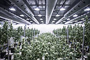 The Benefits of Choosing Steel for Marijuana Growing Facilities