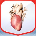 Pocket Heart 2 By Pocket Anatomy