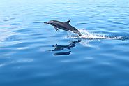 Dolphin Watching in Maldives