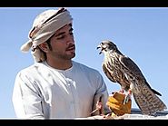 Things to Consider When Getting into Falconry