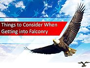 Things to consider when getting into falconry
