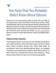 Fun Facts That You Probably Didn’t Know About Falcons