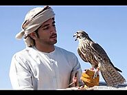 Falconry – A Guide for Beginners – falconryarabia