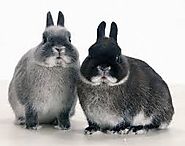 Buy Rabbit Food Online, Rabbit Food Supplies For Sale - All Things Bunnies