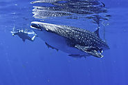 Cancun - The Best Place for watching Whale Sharks