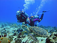 El mejor servicio de buceo en Playa del Carmen en 2019