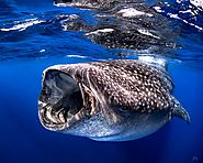 It’s Time to Snorkel with Whale Sharks from La Paz