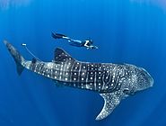 Find Whale Shark Tour in Cancun at Best Price