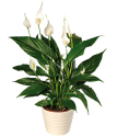Peace Lily Plant Delivery | Buy Peace Lilies Plants | Bunches.co.uk