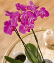 Phalaenopsis Orchids | Phalaenopsis Orchid Plants | Bunches.co.uk