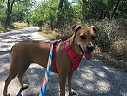 John James Park and the Battle that Saved Austin - PLACES FOR PUPS