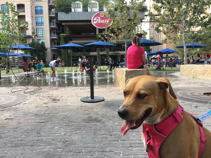 Dog Friendly Restaurants and Things to Know | A Listly List