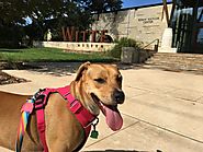 Dog Friendly Things to do in San Antonio