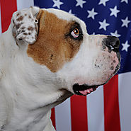 4th of July Safety (and Sanity-Saving) Tips for Dog Owners | Sam Ivy's Dog Blog