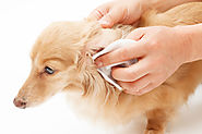 Pet Owner’s Manual: Caring for Your Fur Baby’s Eyes, Ears and Teeth