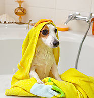 Pearls of Wisdom on Bathing Your Dog (Rather than Yourself) | Sam Ivy's Dog Blog
