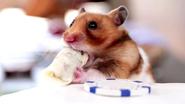 Tiny Hamsters Eating Even Tinier Handmade Burritos