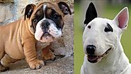 Top 10 razas de perros mas vendidos en el mundo 2da parte
