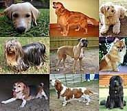 Raza de perro - Wikipedia, la enciclopedia libre