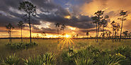 Conserve Florida Ecology