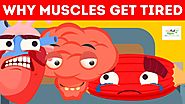 Why Your Muscles Get Tired however Brain does not
