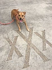 Where Am I? X Marks the Spot - PLACES FOR PUPS