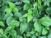 Is Poison Ivy Contagious?:Symptoms, Treatment, Causes..