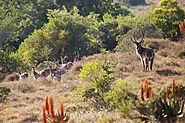 Eastern Cape Hunting and Limpopo Hunting | Hunting Eastern Cape