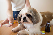 Benefits of Compounding Medications for Your Pet