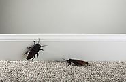 Use These 4 Natural Ways To Get Rid Of Cockroaches From Your Home - Viralbake