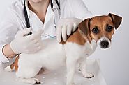 After Hours Vet in Melbourne for Your Puppy
