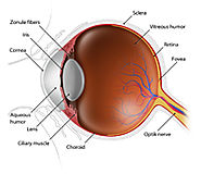 Vitreo-Retina Services, Retinal Detachment, Diabetic Retinopathy Delhi | Save Sight Centre