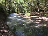 Dog Friendly Hiking at Guadalupe River State Park