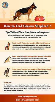 How to Feed German Shepherd?