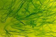Tảo xoắn Spirulina điều trị máu nhiễm mỡ
