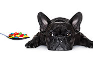 Reasons Why You Should Give Your Dog Supplements