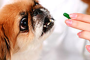 Your Dog Needs Vitamins Too