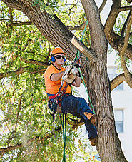 Are you searching for tree services Brisbane Southside