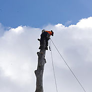 Find Best Tree Removal Annerley