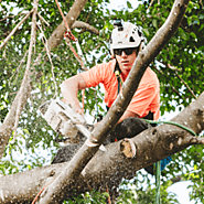 Hire Affordable Tree Trimming Coorparoo